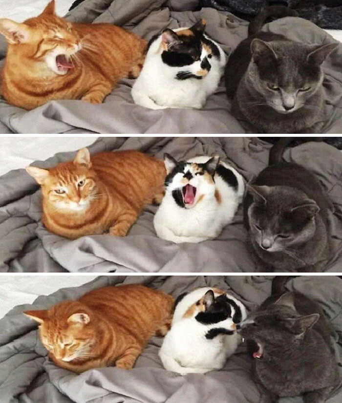 Котики с максимально выразительными мордочками на снимках Животные