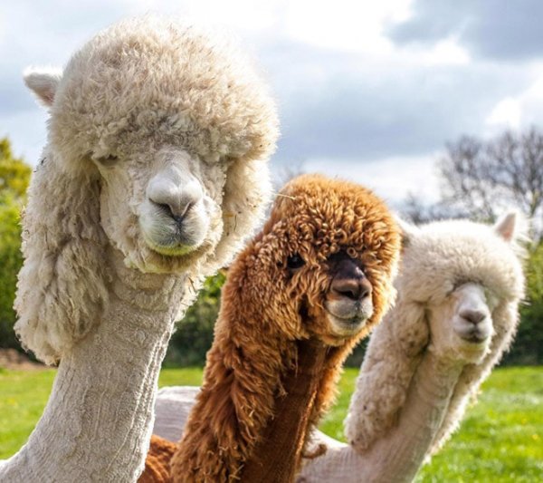 Крутые и забавные причёски у животных на снимках