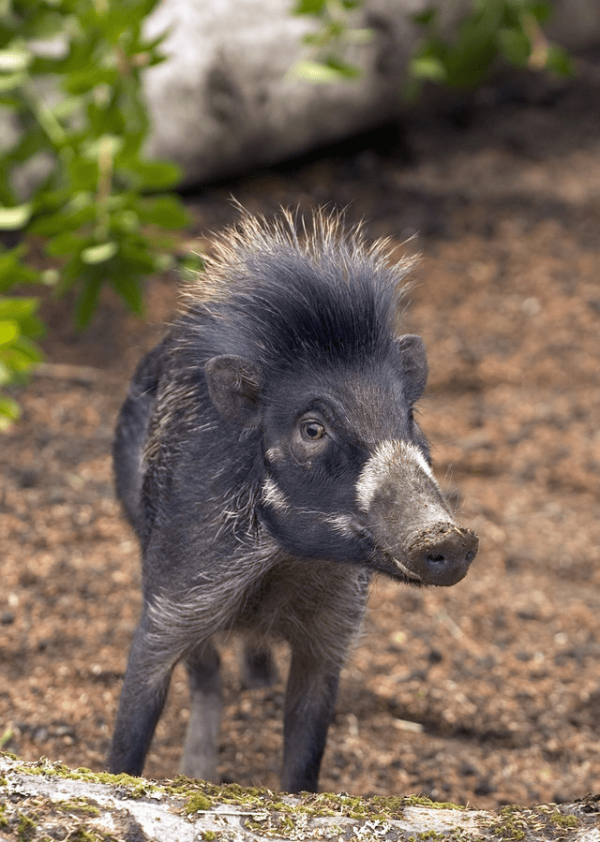Крутые и забавные причёски у животных на снимках