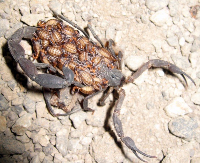 Интересные и удивительные факты о скорпионах