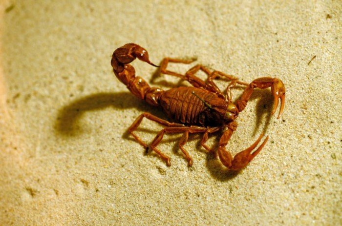 Интересные и удивительные факты о скорпионах