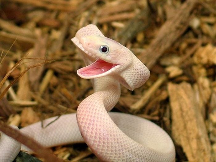 Милые змеи, которые не такие уж и жуткие существа