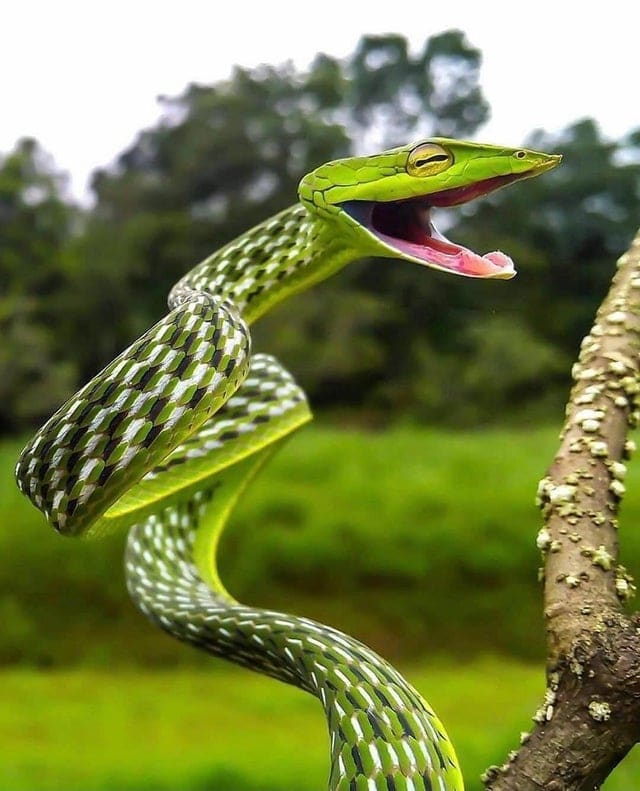 Милые змеи, которые не такие уж и жуткие существа