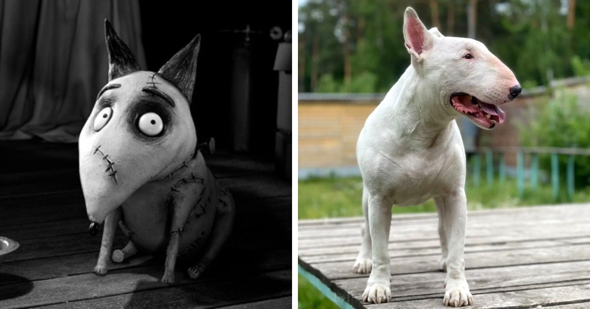 Как мультяшные породы собак выглядят в реальности