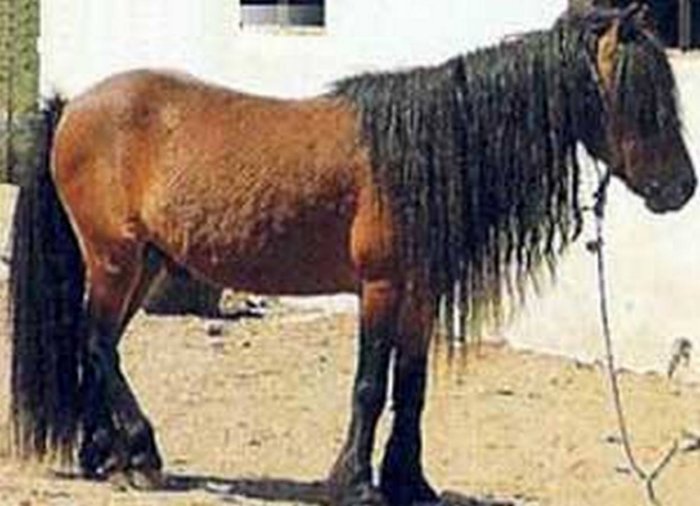 Какой породы был конь Александра Македонского Буцефал?