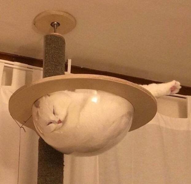 Кошки, которые могут заснуть где угодно и в любой позе