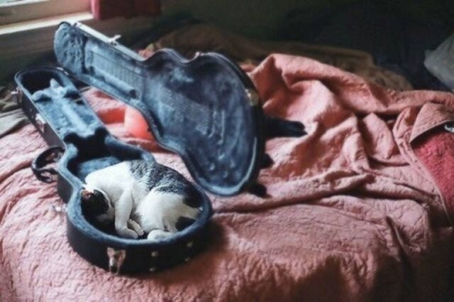 Кошки, которые могут заснуть где угодно и в любой позе