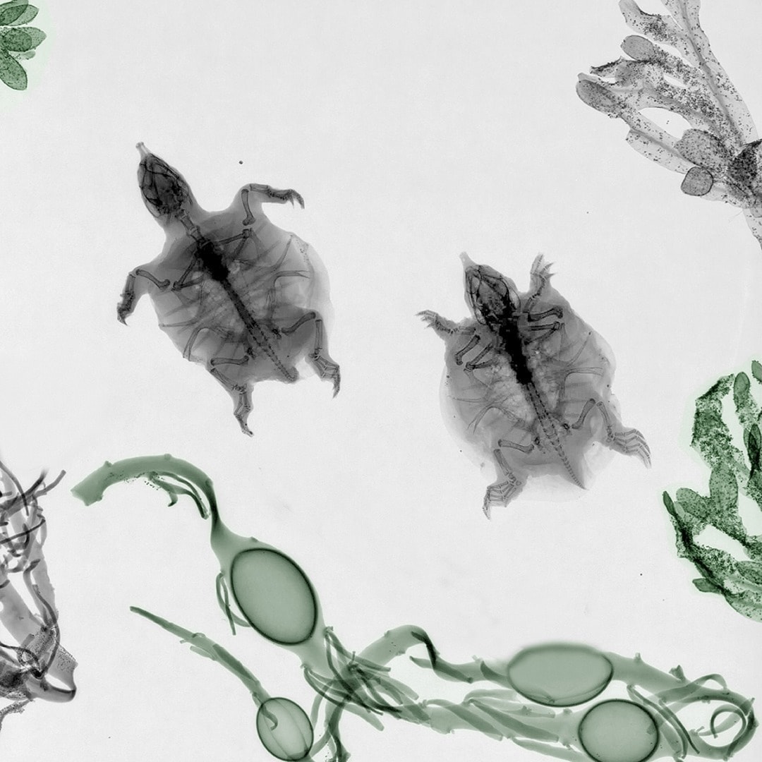 Впечатляющие снимки растений и животных в рентгеновском излучении