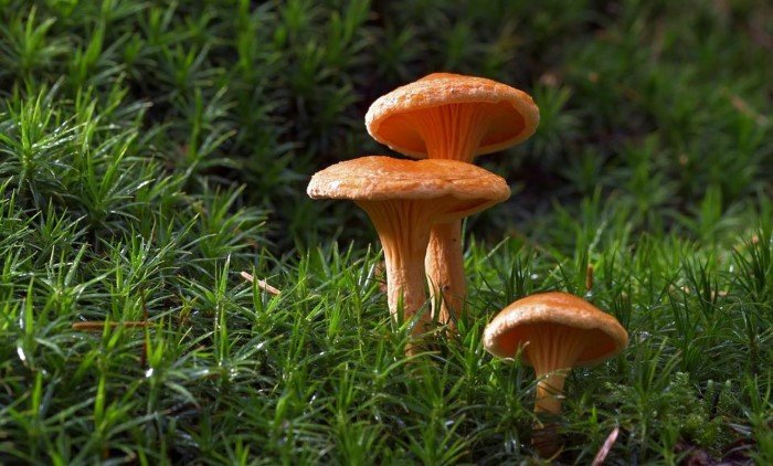 Полезные свойства грибов и почему их нужно включить в свой рацион