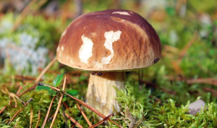 Полезные свойства грибов и почему их нужно включить в свой рацион