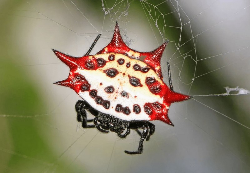 Список самых красивых паучков в мире паука, любят, этого, может, пауков, паукскакун, около, птицеед, напоминает, обитает, жизни, предпочитает, можно, паучок, других, обладает, достаточно, также, преимущественно, брюшко