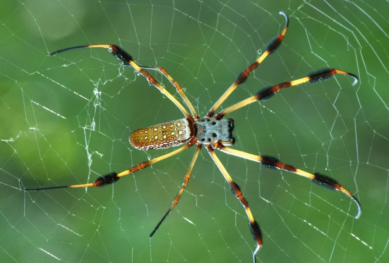 Список самых красивых паучков в мире паука, любят, этого, может, пауков, паукскакун, около, птицеед, напоминает, обитает, жизни, предпочитает, можно, паучок, других, обладает, достаточно, также, преимущественно, брюшко