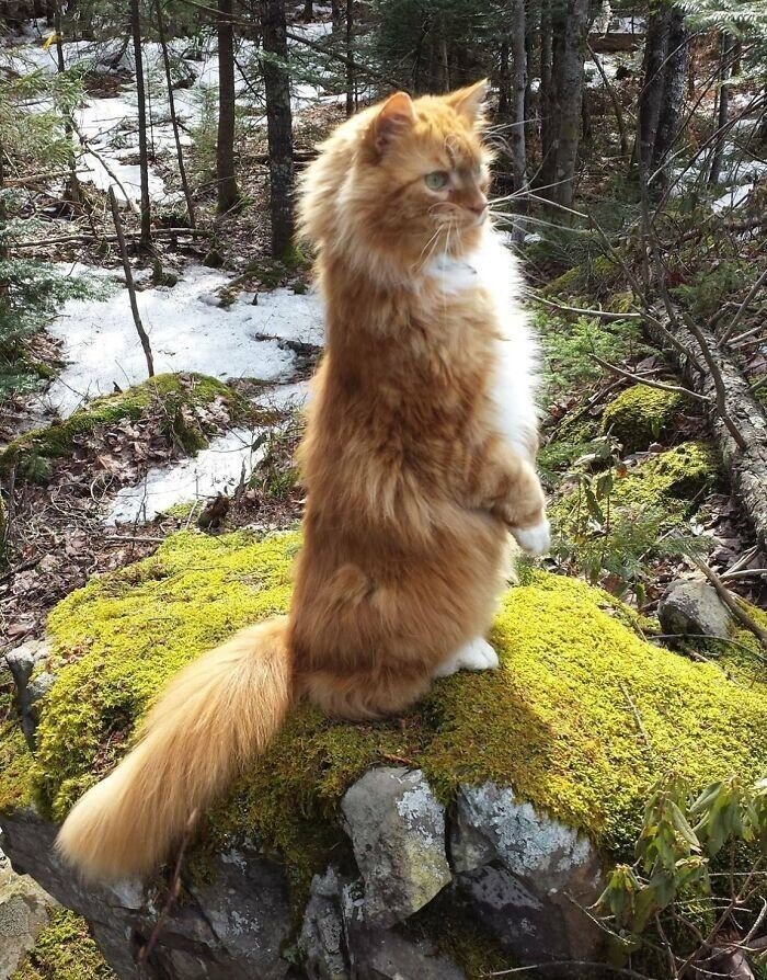 Величественные пушистики: норвежские лесные кошки
