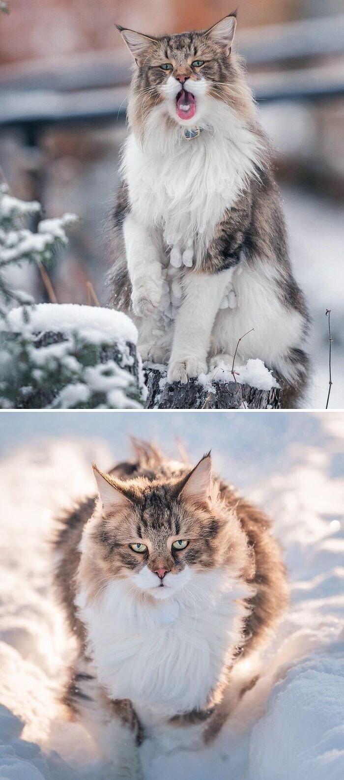 Величественные пушистики: норвежские лесные кошки