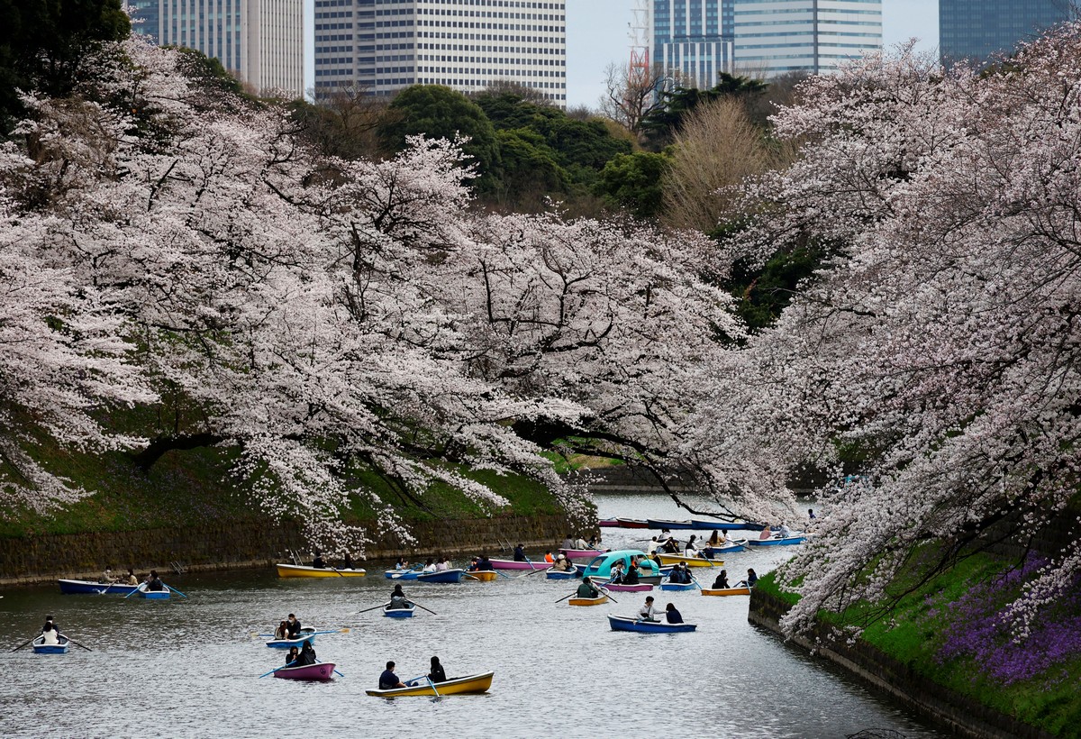 Цветение Сакуры в Японии 2022