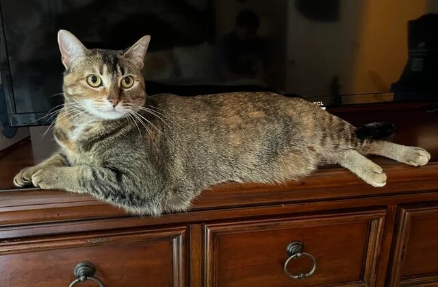 Пушистые красавицы-кошки, которым самое место на подиуме