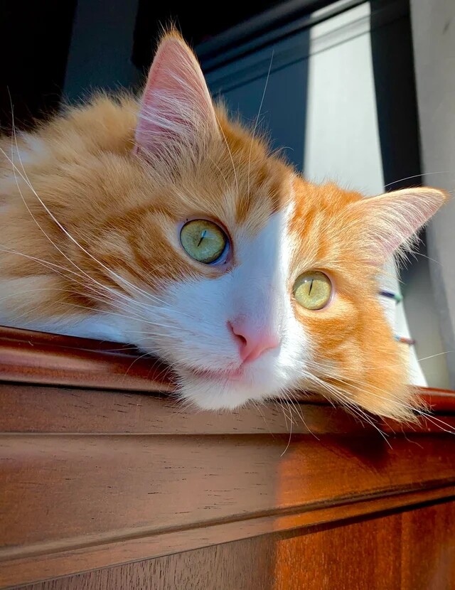 Пушистые красавицы-кошки, которым самое место на подиуме