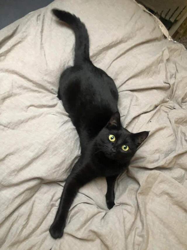 Пушистые красавицы-кошки, которым самое место на подиуме Пушистые красавицы-кошки, которым самое место на подиуме Животные