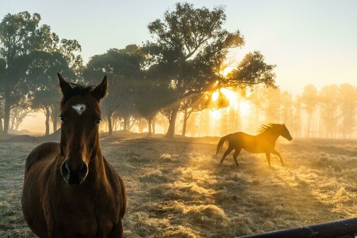Снимки грациозных лошадей во всей красе