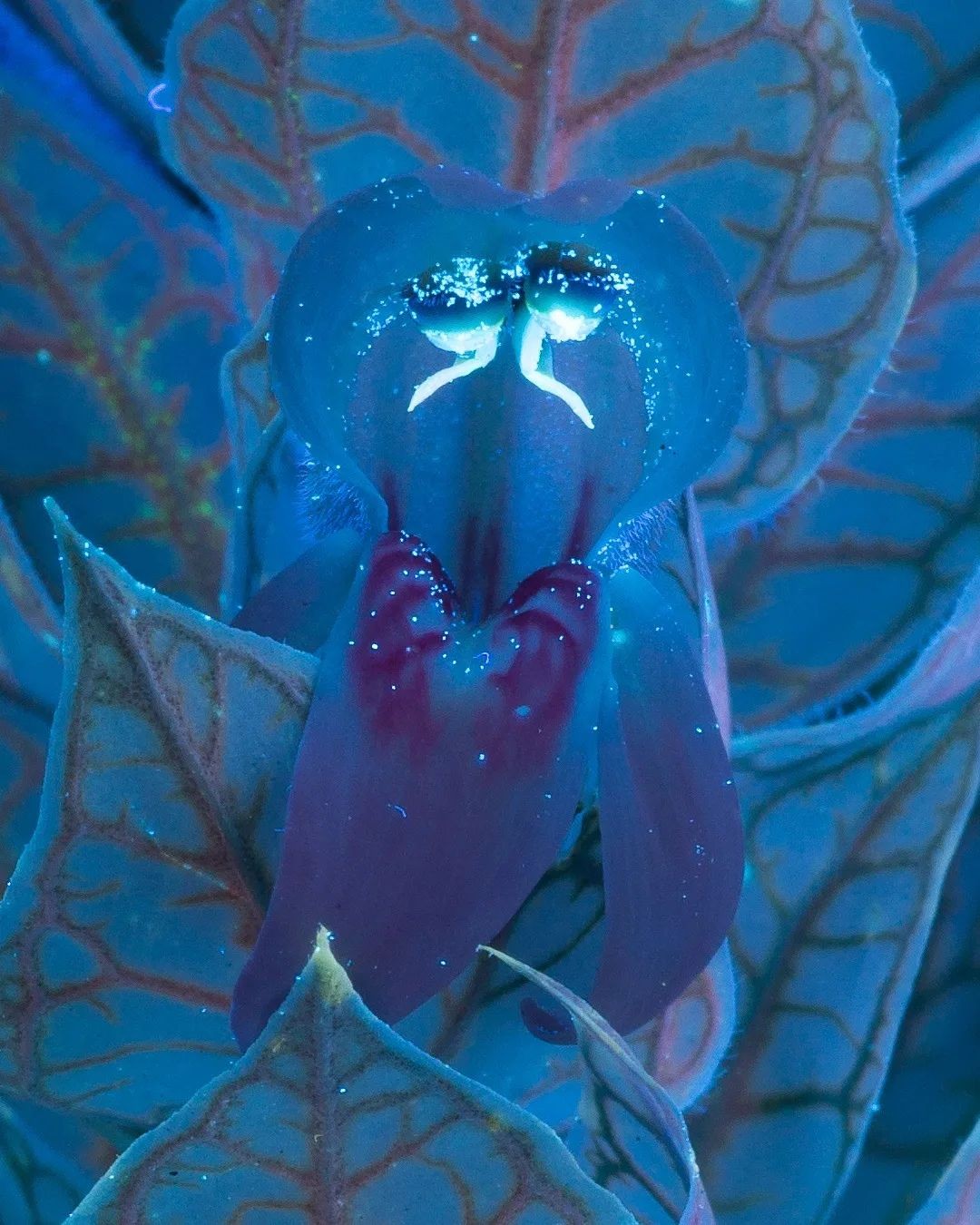 Флуоресцирующие растения на снимках Крейга Бэрроуза