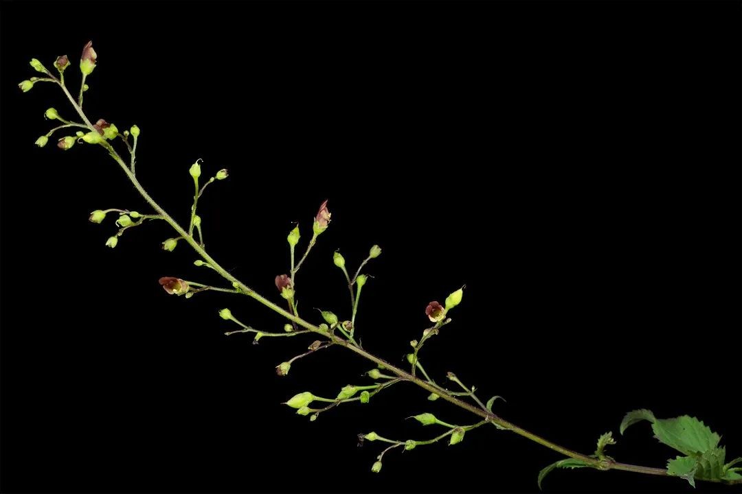 Флуоресцирующие растения на снимках Крейга Бэрроуза