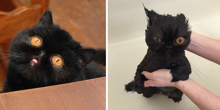 Милые животные на снимках до и после водных процедур