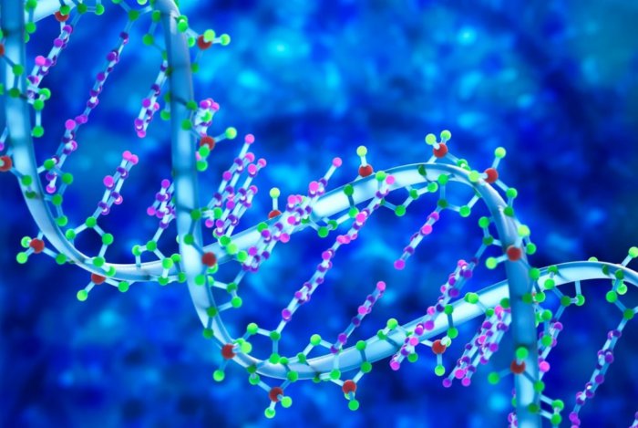 Почему в случае с ДНК больше – это не значит лучше