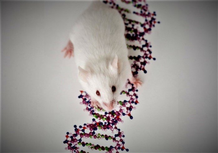 Почему в случае с ДНК больше – это не значит лучше