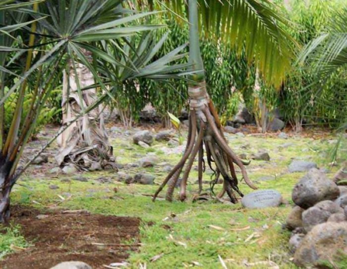 Ходячая пальма, которая способна путешествовать по джунглям