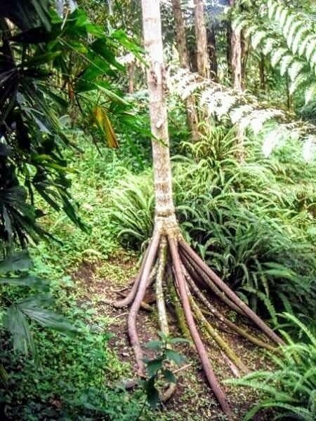 Ходячая пальма, которая способна путешествовать по джунглям