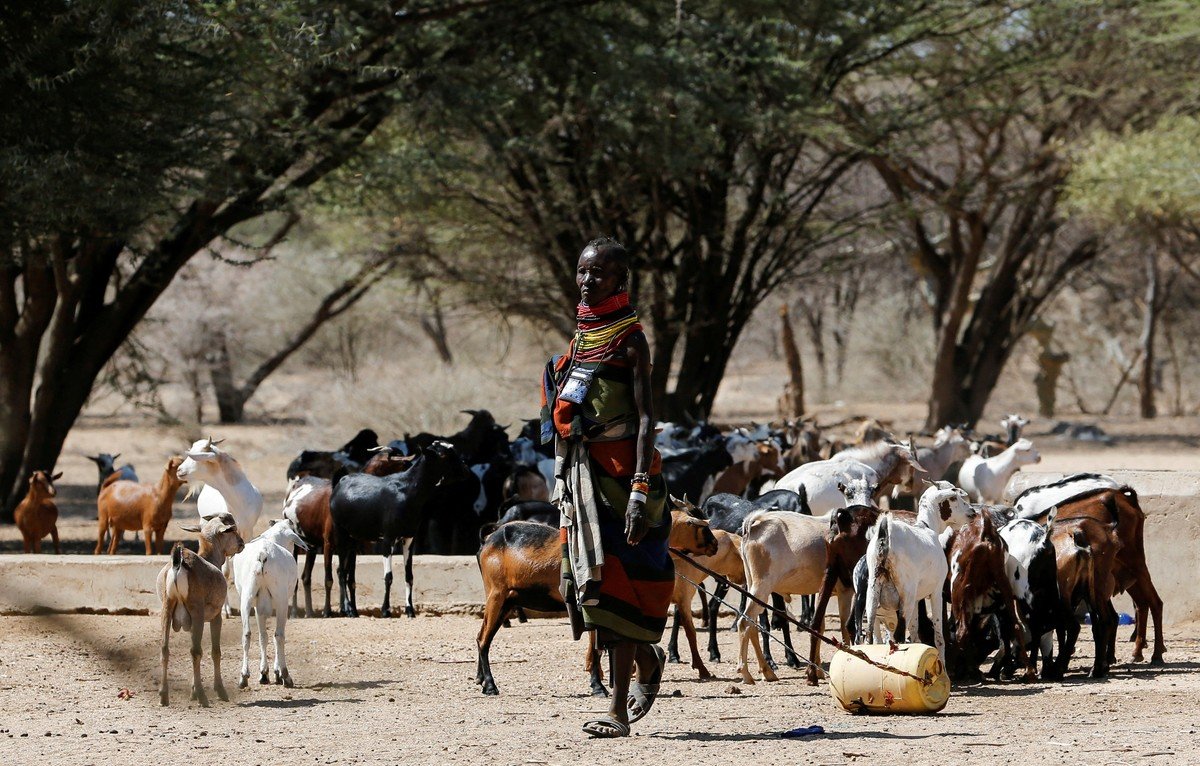 Засуха в Кении уничтожает посевы и домашний скот