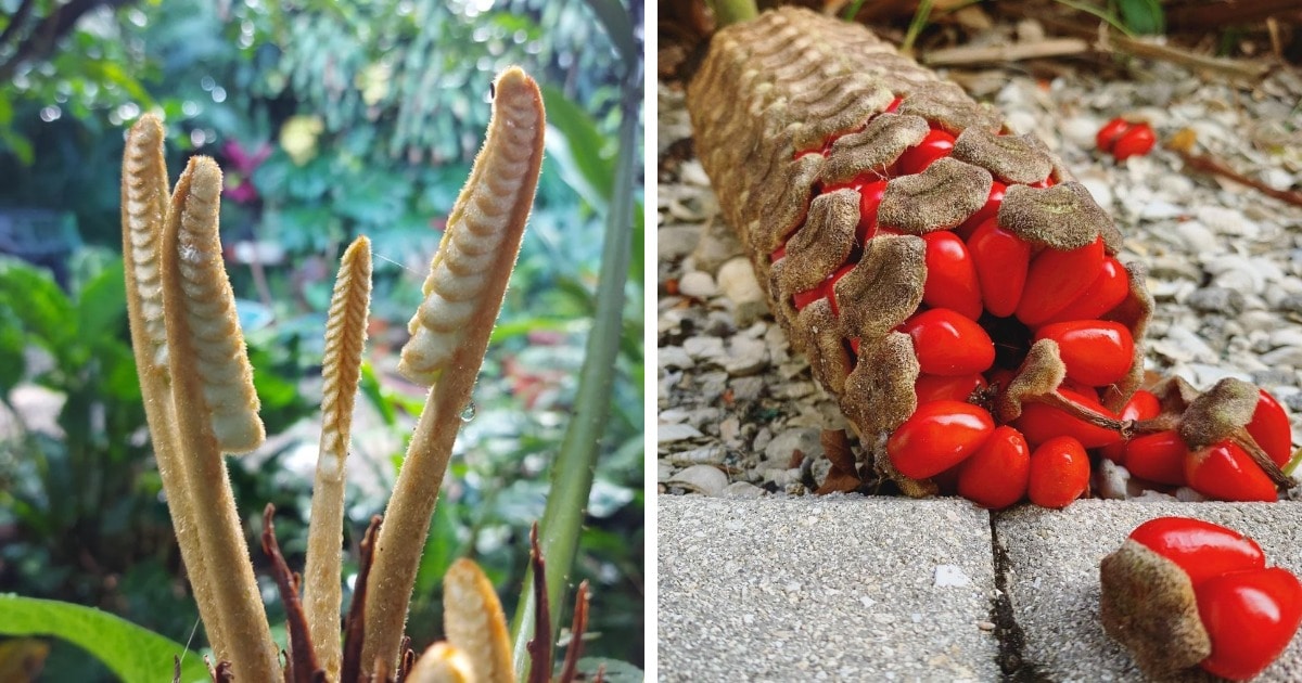 Снимки необычных и фантастических растений
