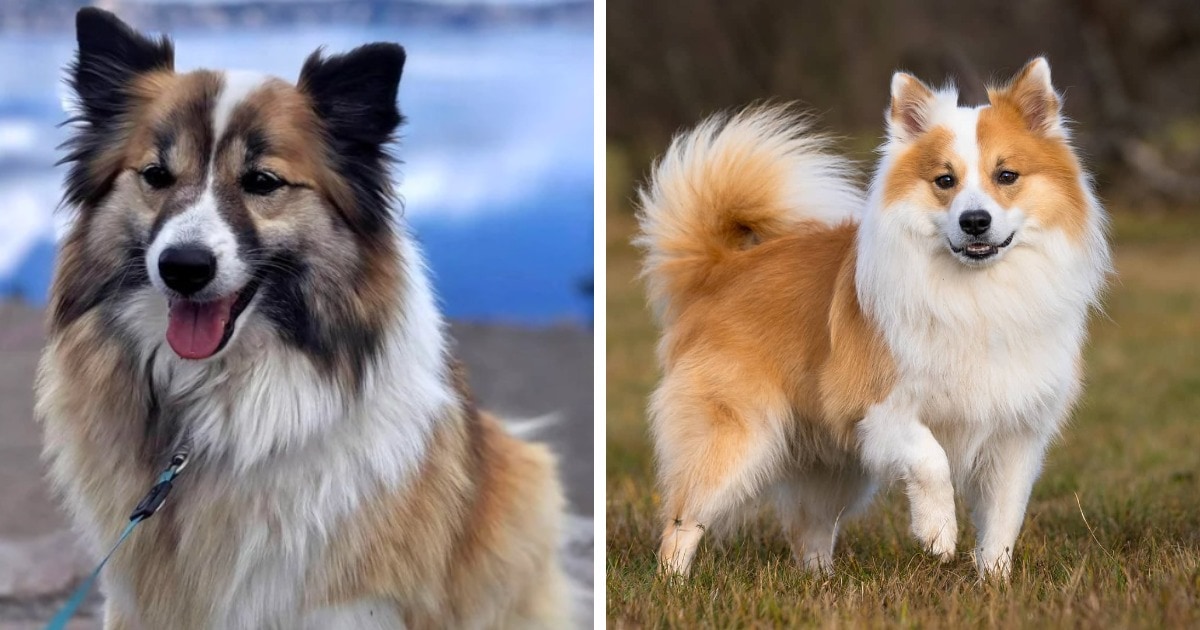 Снимки самых необычных и экзотических пород собак