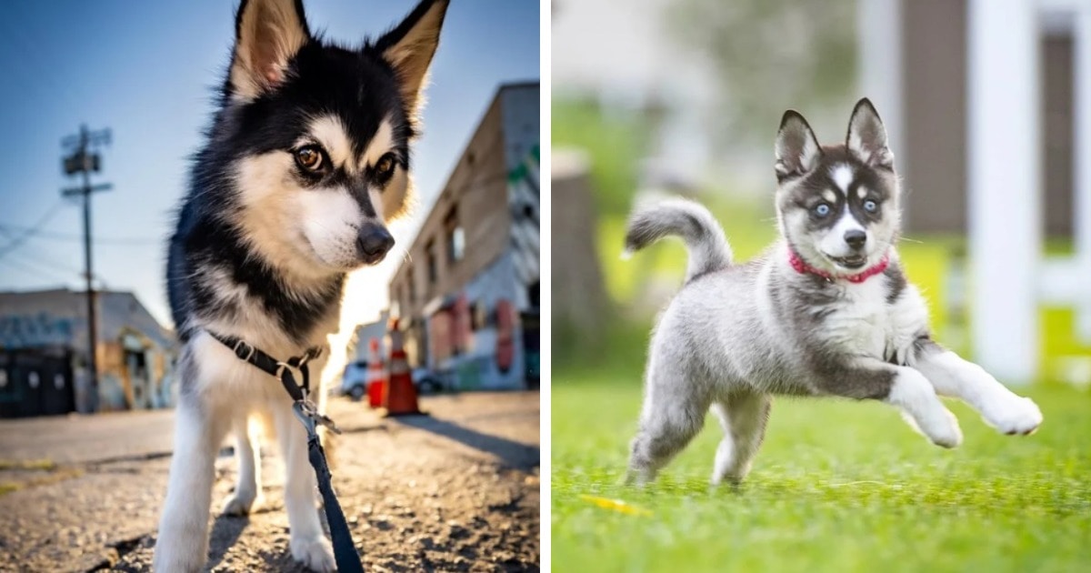 Снимки самых необычных и экзотических пород собак