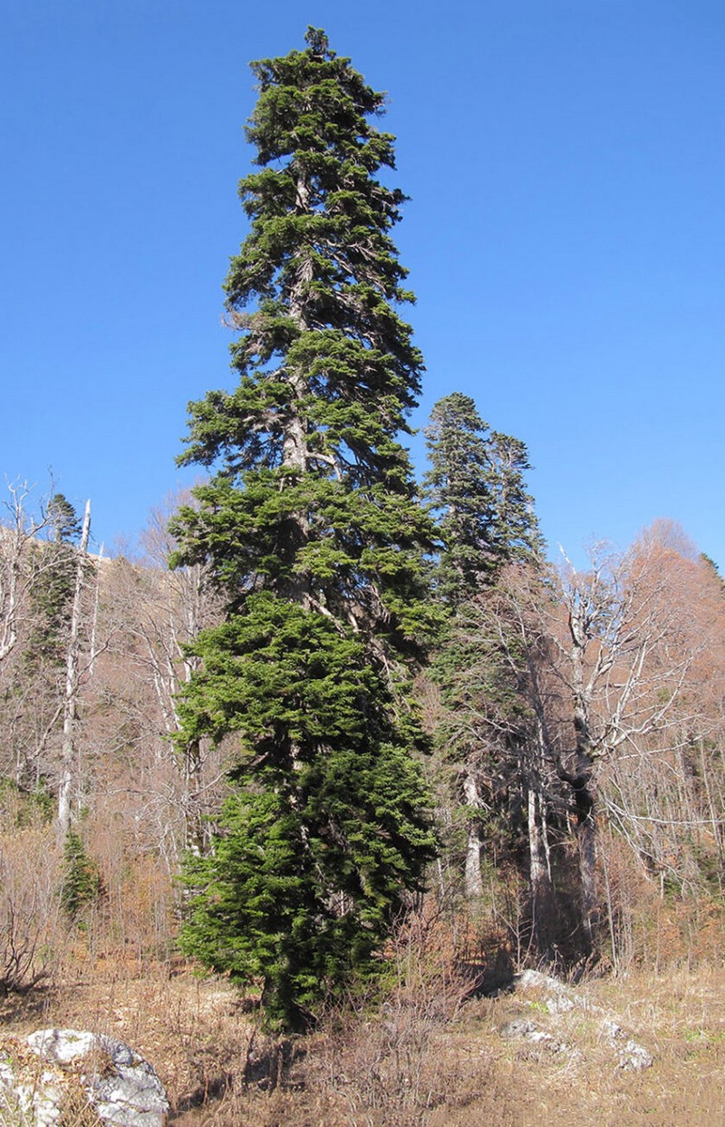 Самые большие деревья в мире из ныне существующих