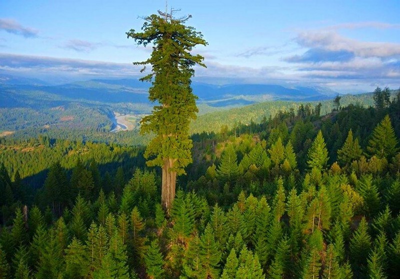 Самые большие деревья в мире из ныне существующих