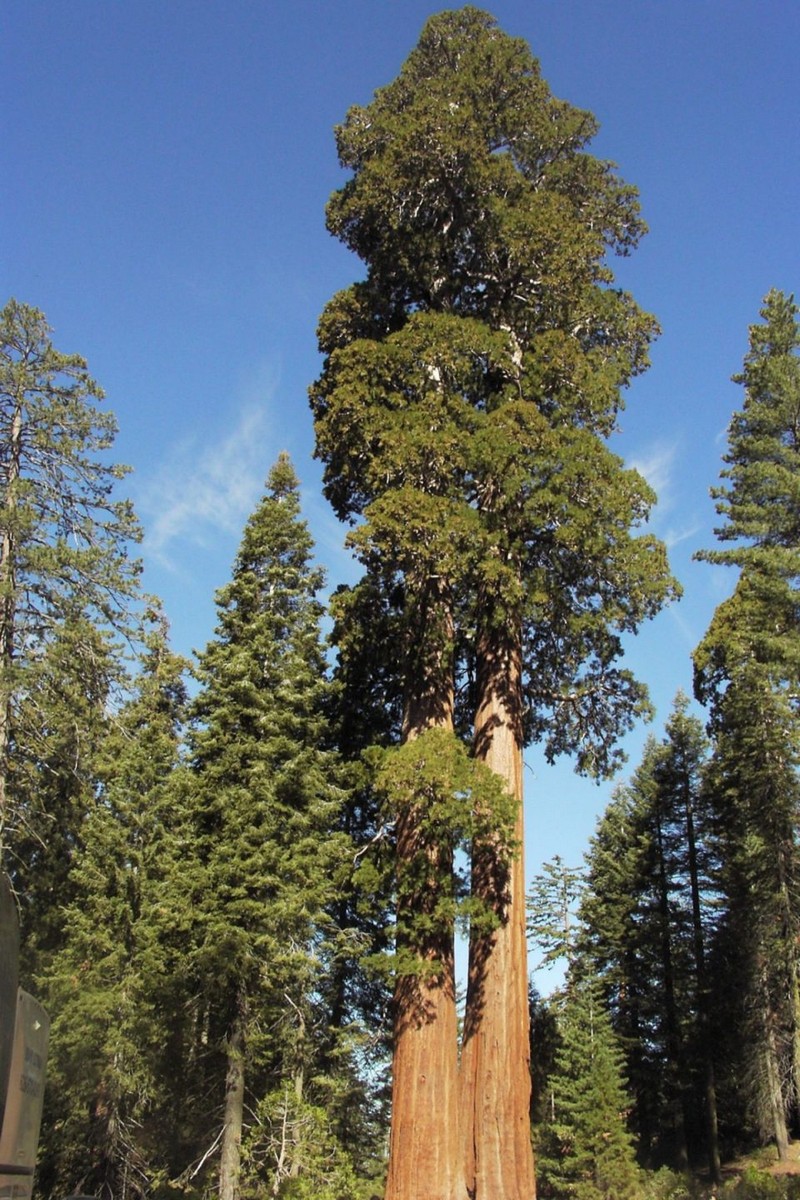 Самые большие деревья в мире из ныне существующих