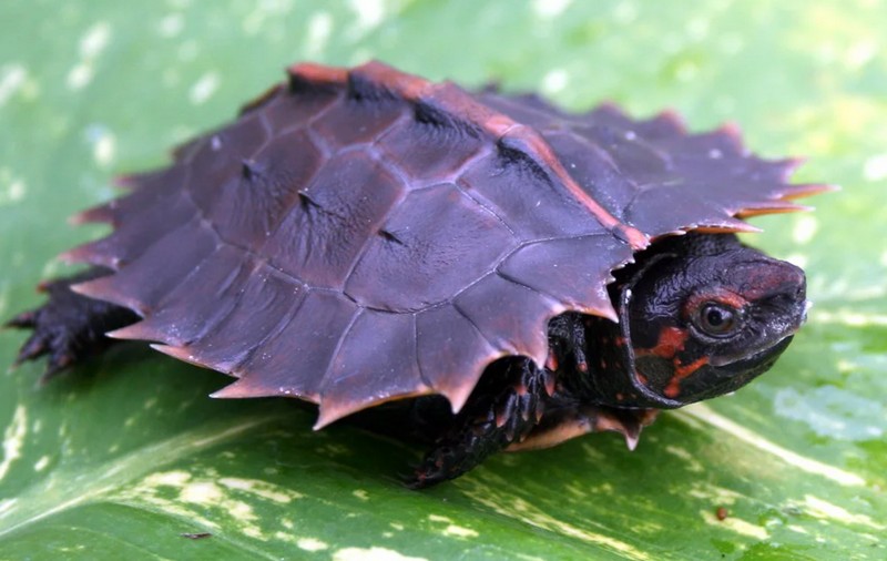 Некоторые очень красивые черепахи мира