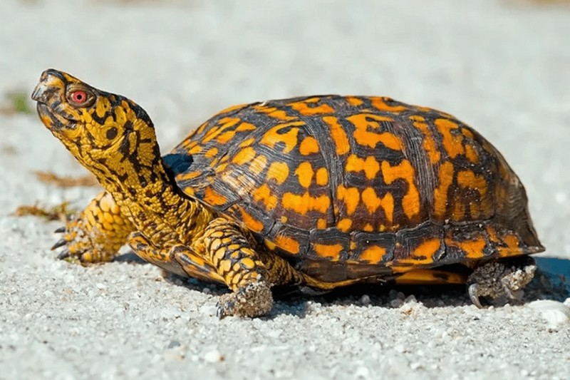 Некоторые очень красивые черепахи мира черепаха, очень, черепахи, можно, имеет, может, черепах, трионикс, вполне, черепашка, предпочитает, любит, черепаху, этого, животное, Черепаха, нужно, бывает, название, красной