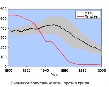 Почему когда стало меньше китов из океана исчез и их корм?