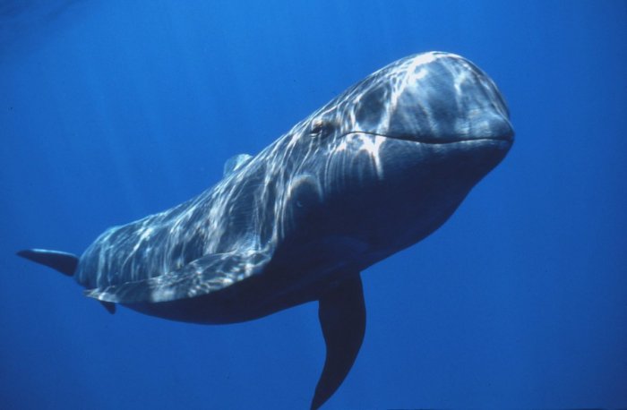 Почему когда стало меньше китов из океана исчез и их корм?