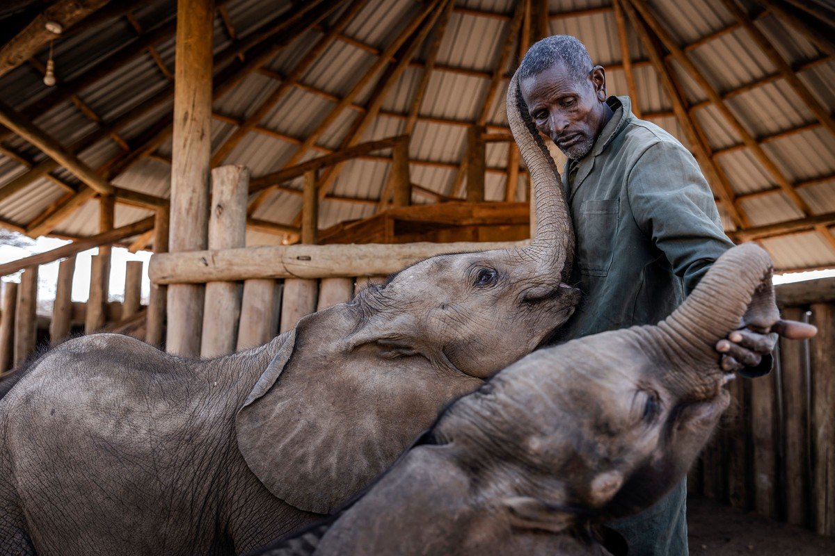 Заповедник Ретети для осиротевших и брошенных слонят в Кении