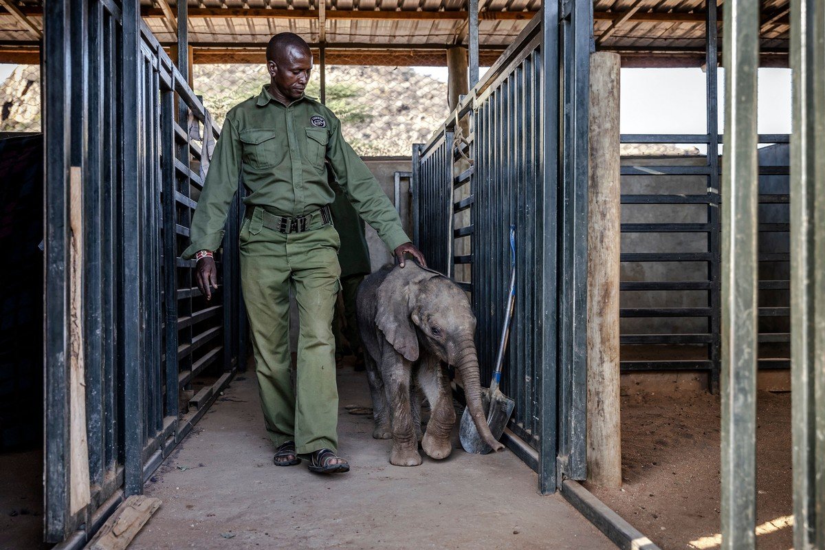 Заповедник Ретети для осиротевших и брошенных слонят в Кении
