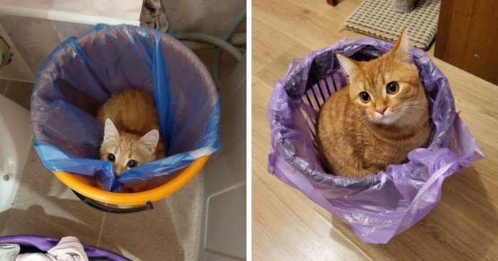 Снимки котиков, которые способны отдыхать в самых неожиданных местах