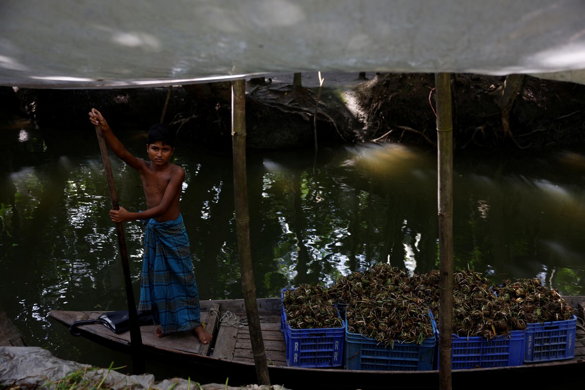 В Бангладеш возрождают плавучие фермы для борьбы с изменением климата