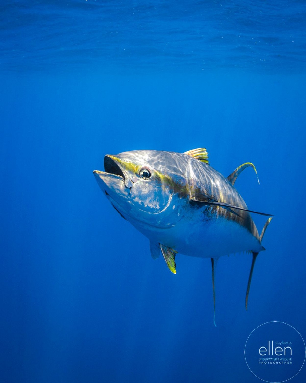 Подводные снимки морских обитателей от Эллен Кайлертс