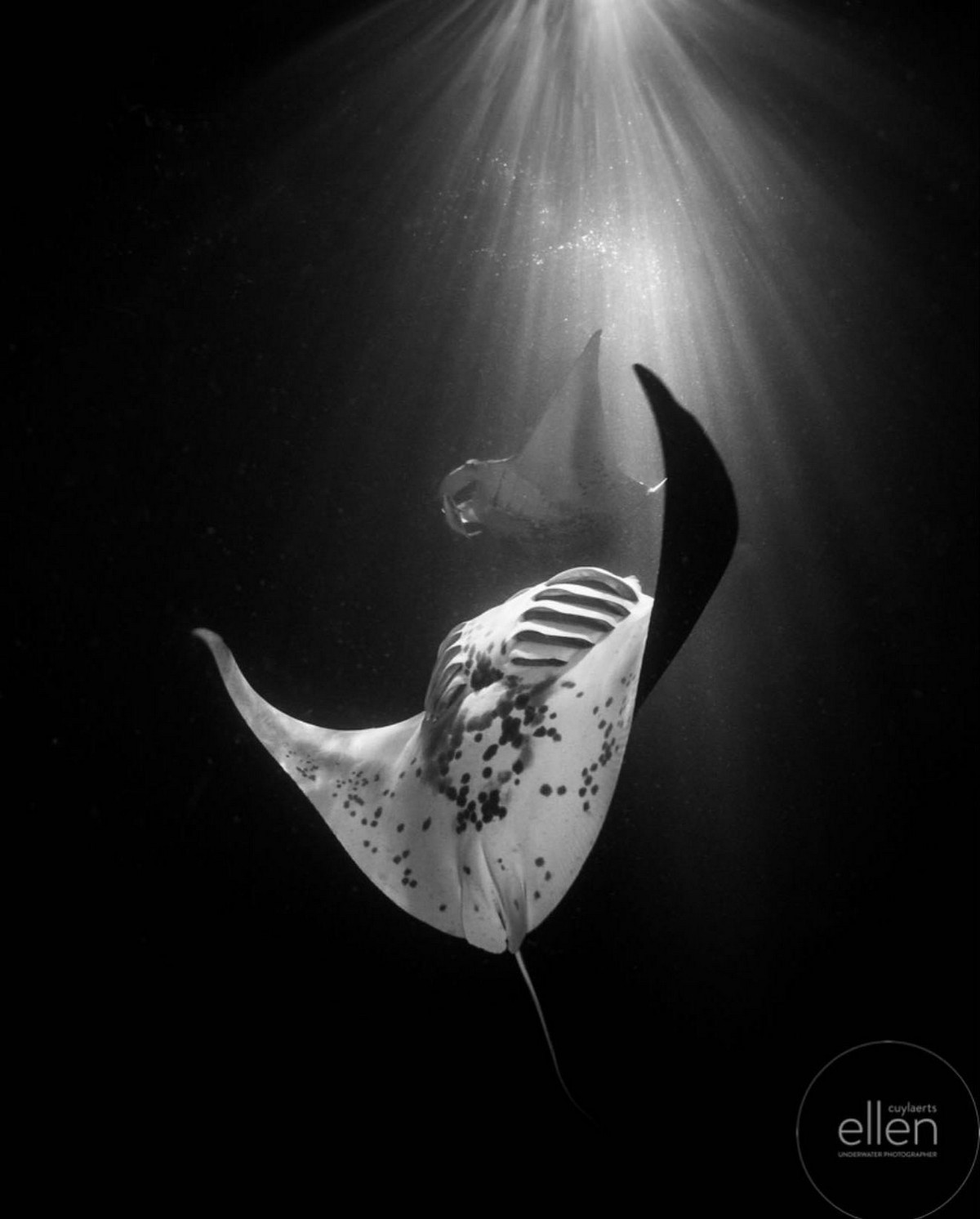 Подводные снимки морских обитателей от Эллен Кайлертс