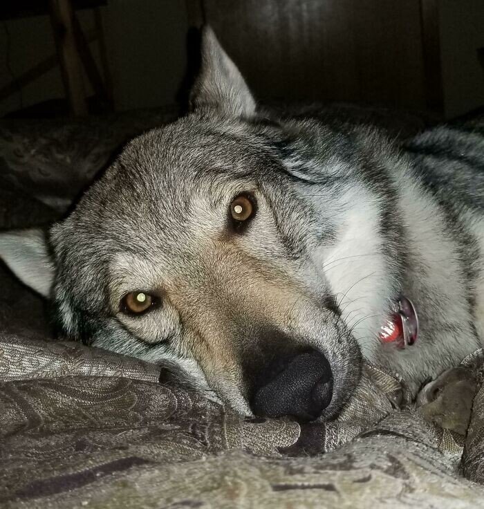 Снимки собак-волков, которые стали верными любимцами Животные