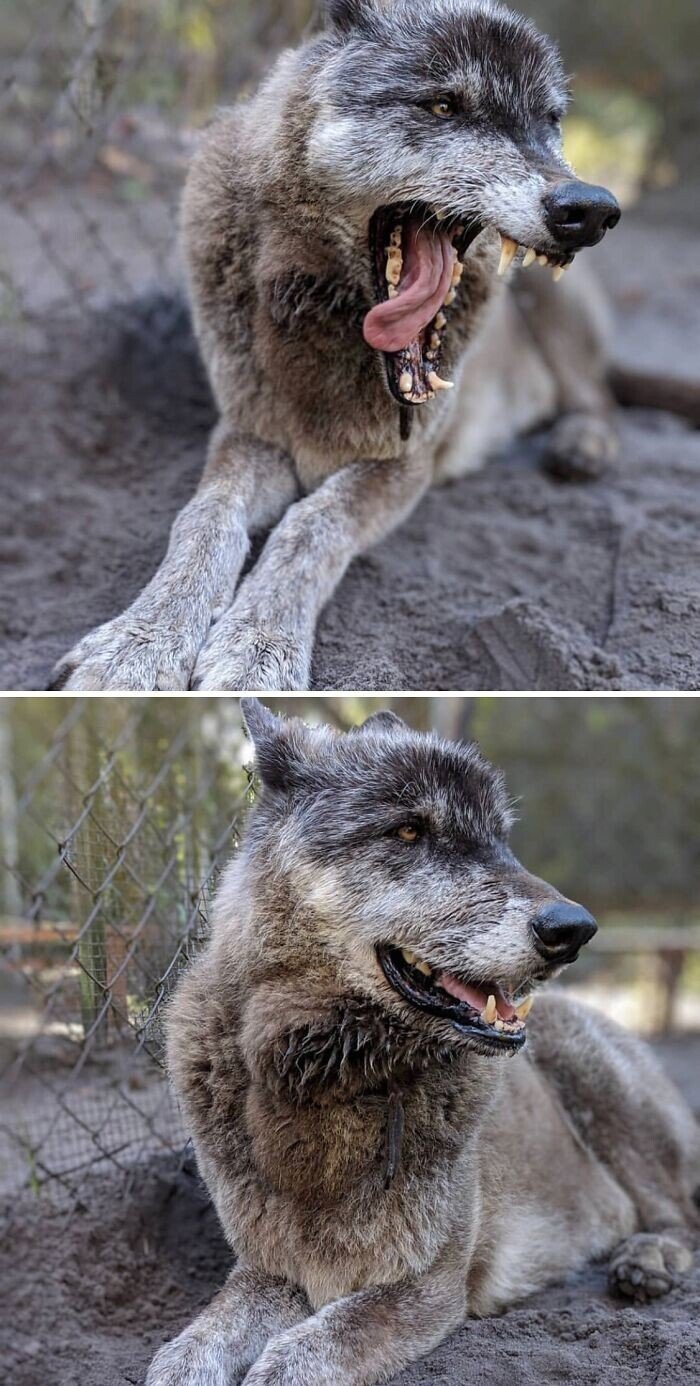 Снимки собак-волков, которые стали верными любимцами
