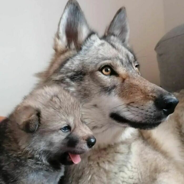 Снимки собак-волков, которые стали верными любимцами Животные